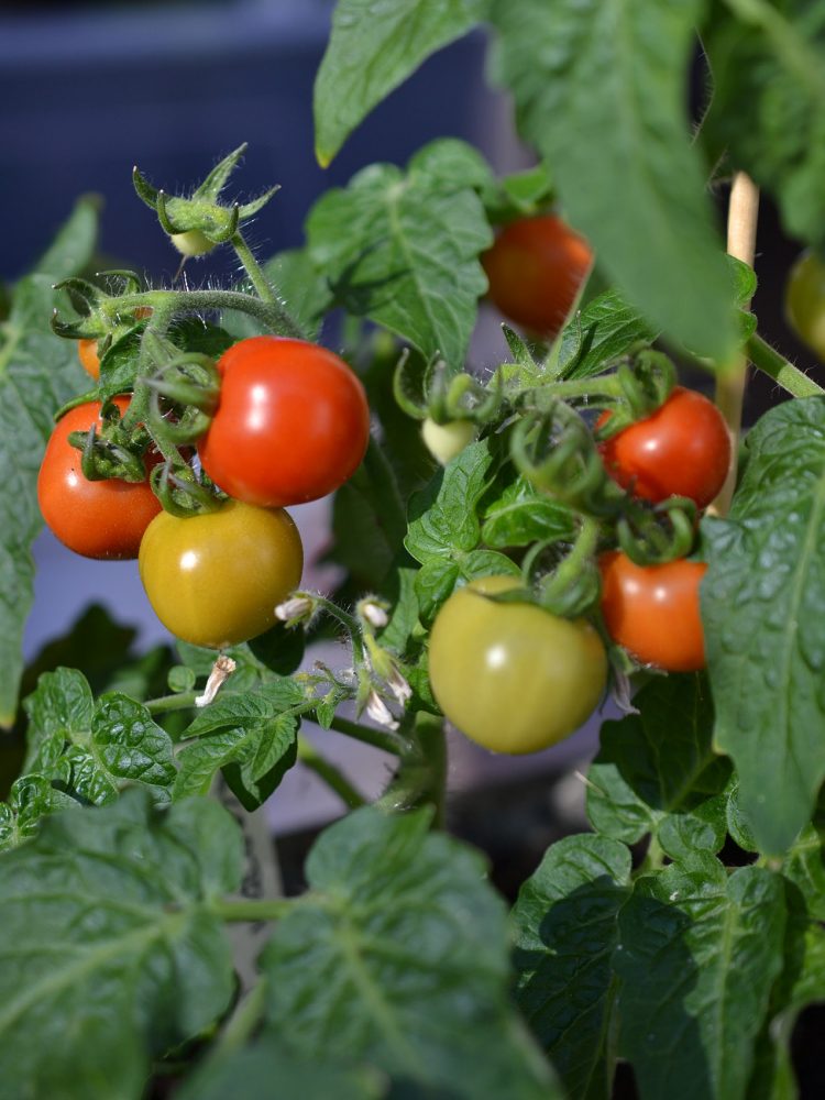 Mognande tomater på planta