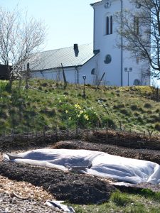 En köksträdgård med upphöjda odlingsbäddar med en vit kyrka i bakgrunden.