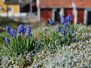Blå pärlhyacinter i gröngräset