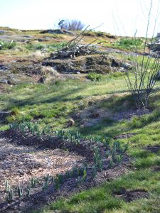 En vår-rabatt med blomsterlökar som snart slår ut i en slingrande trädgårdsbacke