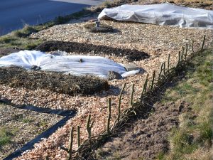 En köksträdgård men upphöjda odlingsbäddar och gångar med träflis