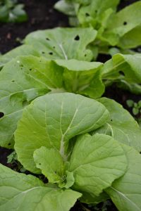 Pak choi