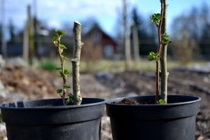 Två krukor med små pinnar med blad på.