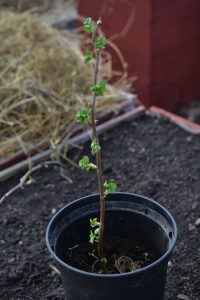 En liten planta planteras i en svart kruka.