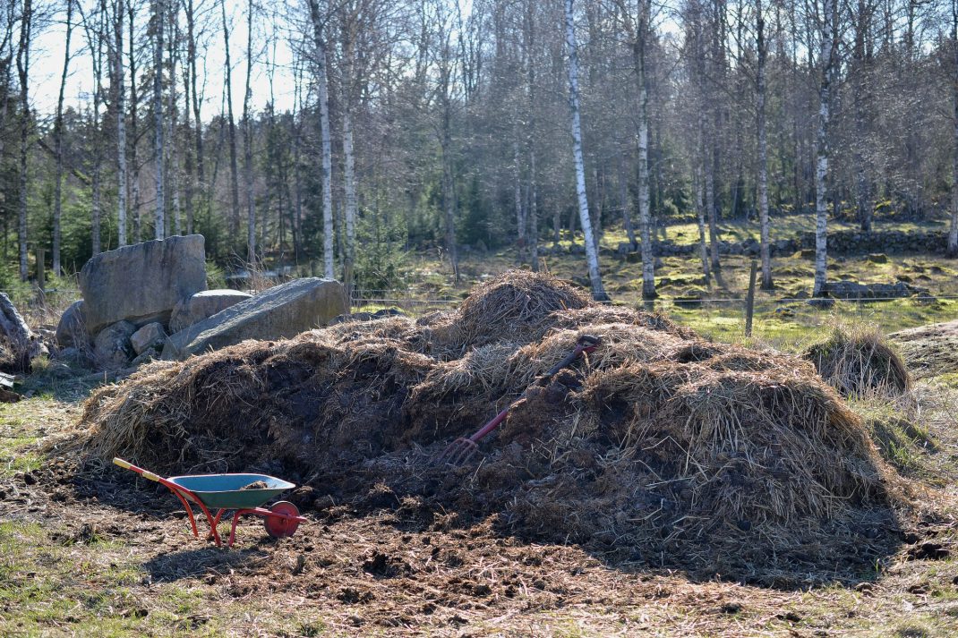 En hög med hästgödsel i vårsol.
