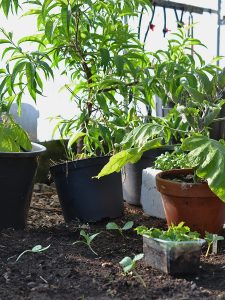 Små små melonplantor och frodiga fruktträd i ett tunnelväxthus