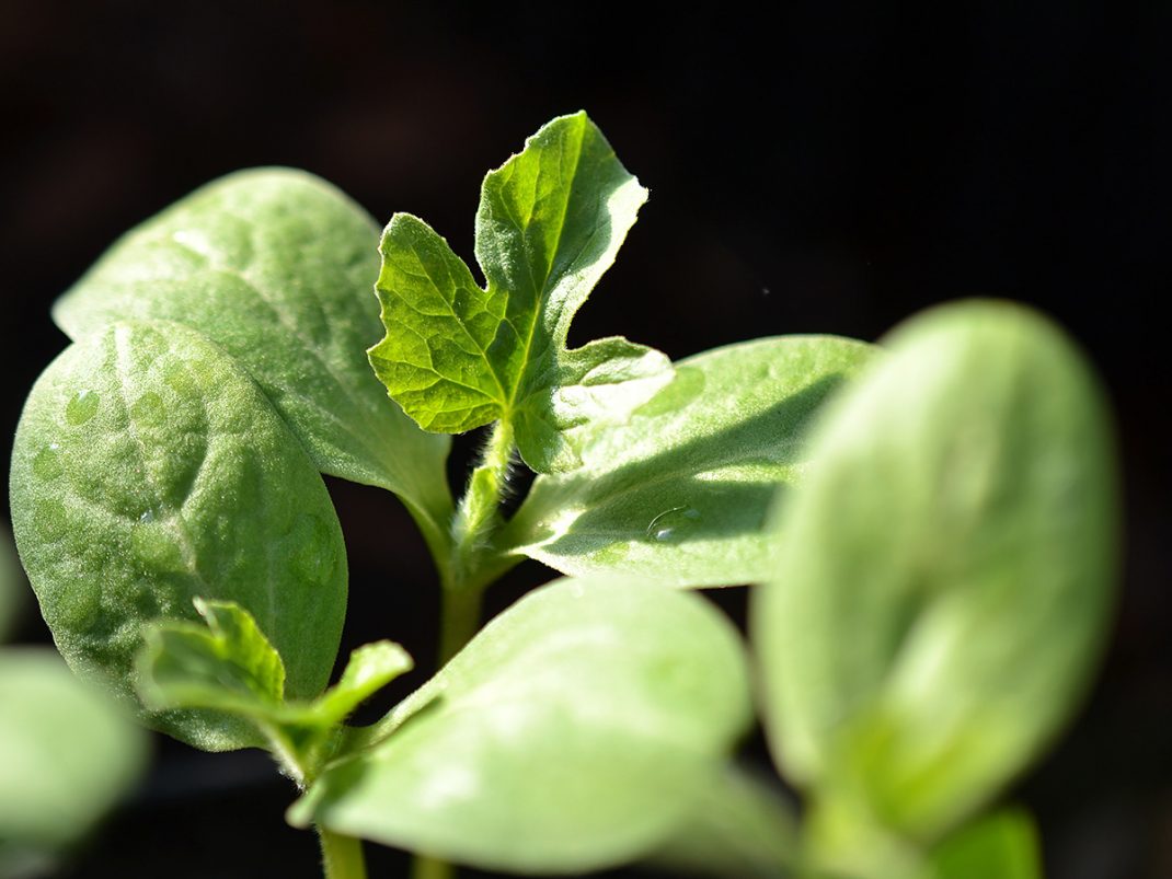 Karaktärsblad bildas på melonplanta