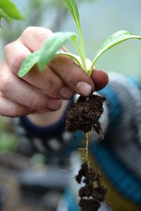 En hand håller upp en liten planta av kronärtskocka.