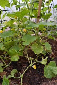 Melonplantor i ett tunnelväxthus.
