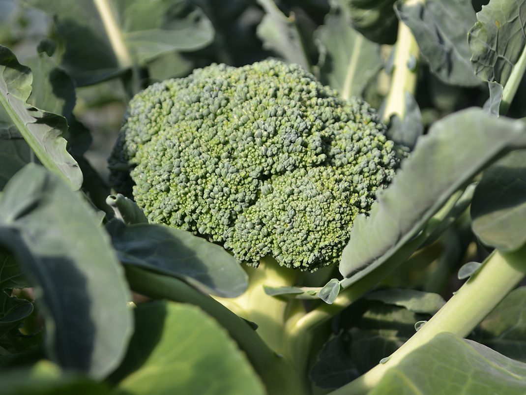 Ett stort grönt skott av broccoli.