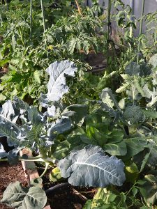 Broccoli växer i tunnelväxthuset