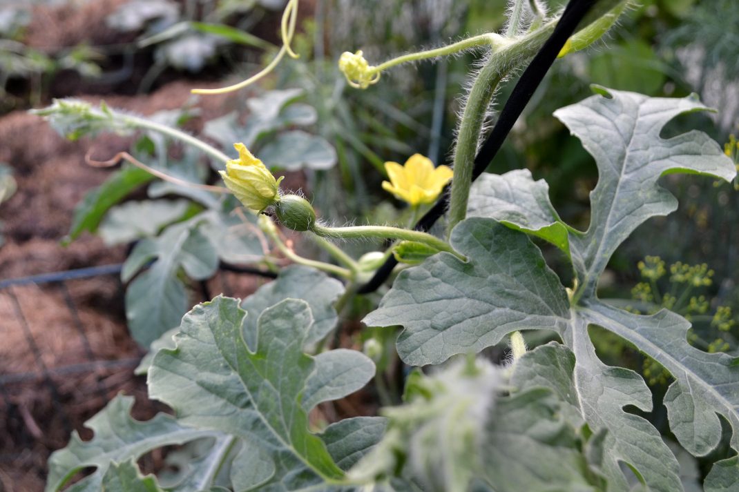 En melonplanta med gröna blad och gula blommor.