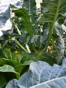 Ett maffigt skördeklart broccolihuvud skymtar mellan bladverket