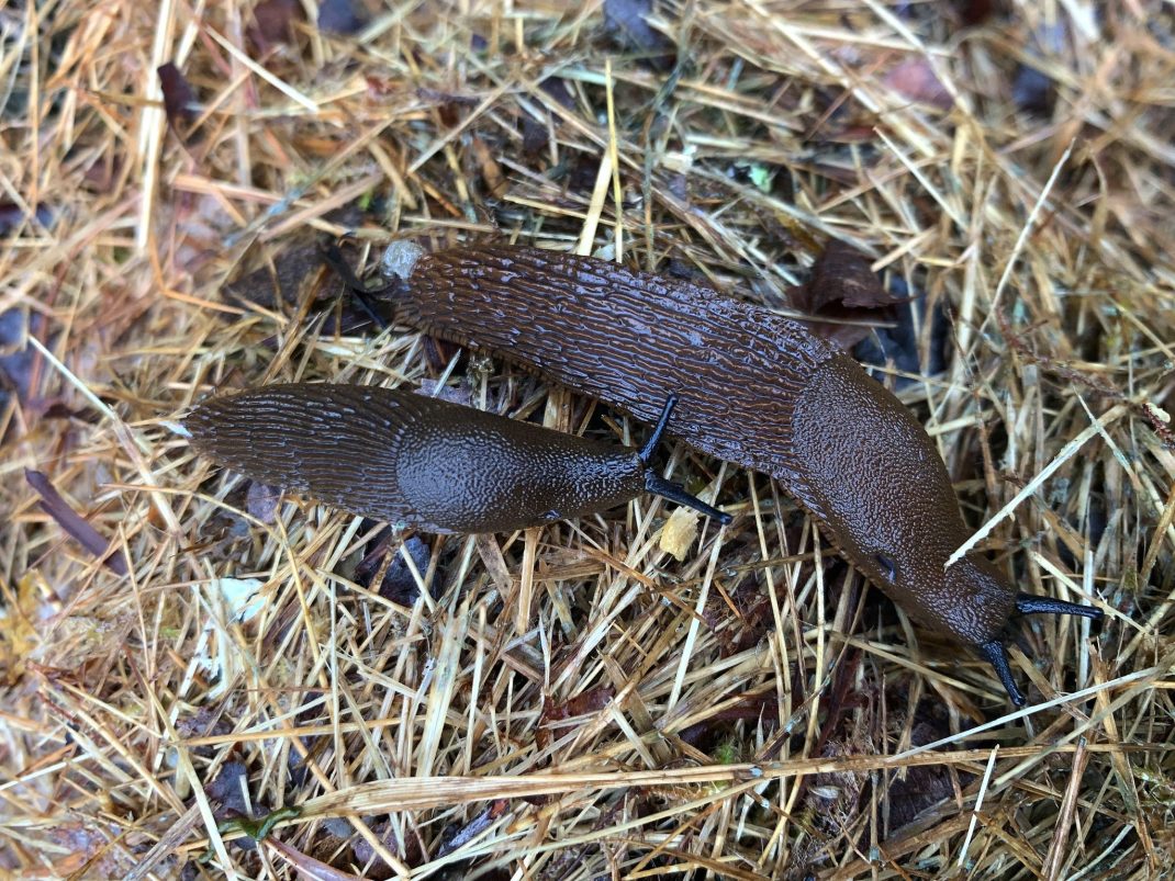 Två bruna mördarsniglar på halm.