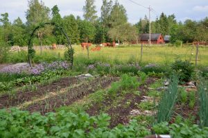 Vy över köksträdgården med betesdjur i bakgrunden.