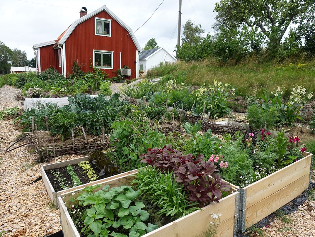 Ett rött litet hus och en fin prunkande köksträdgård av odlingsbäddar och pallkragar.