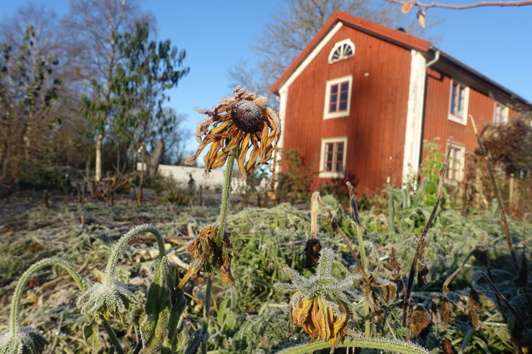 Köksträdgård och hus i sen höstsol och frost. 