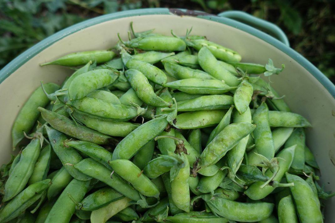 Gröna ärter i en emaljkastrull.