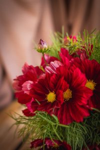 Närbild på rosaröd blomma med gul mitt.