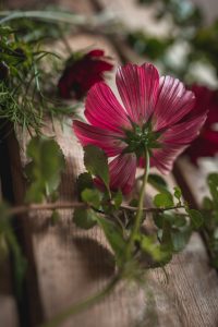 Rosenskära fotograferad underifrån, med rosa kronblad.