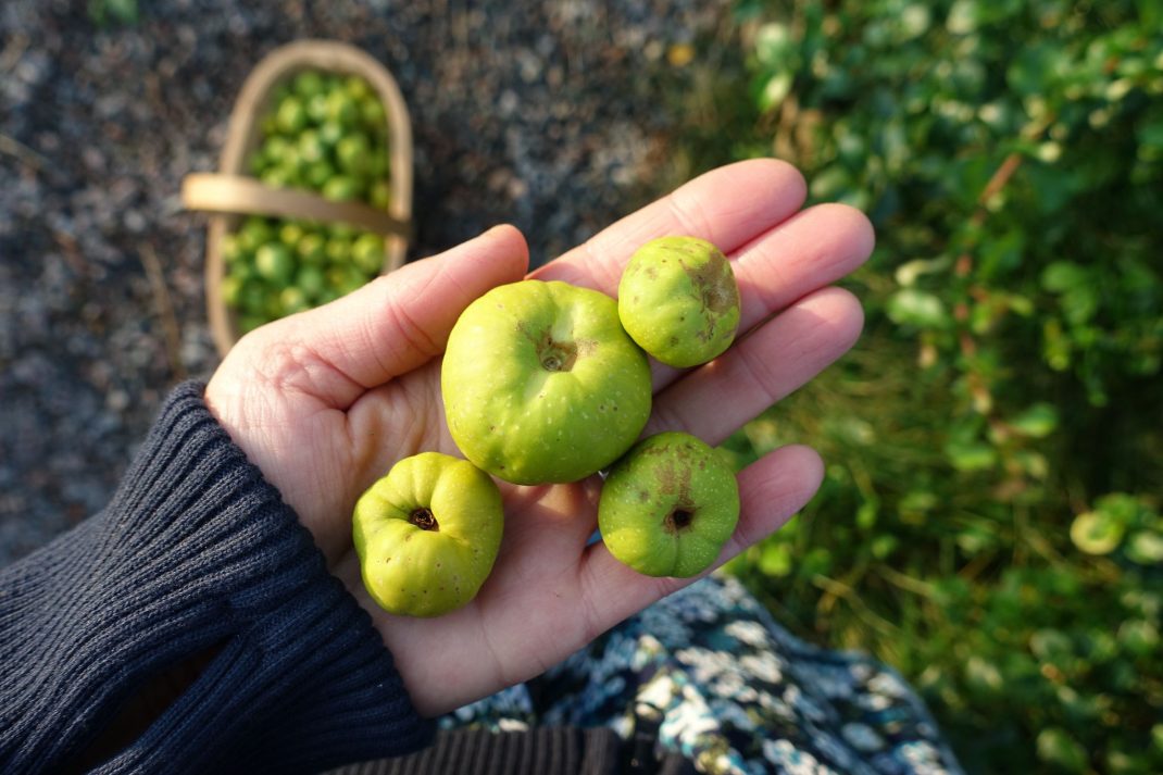 Fyra gröngula frukter ligger i en hand. 