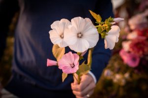 Sommarmalva som snittblomma