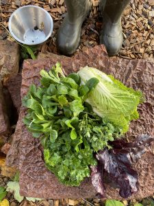 En stövelklädd odlare har ltömt skördeskålen på en sten - salladskål, vintersallat, ärtskott, persilja och rödbladig sallat.