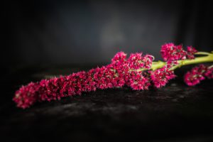 Amarant som snittblomma