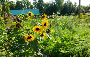 Solrosor i soligt läge i trädgården