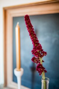 Amarant som snittblomma