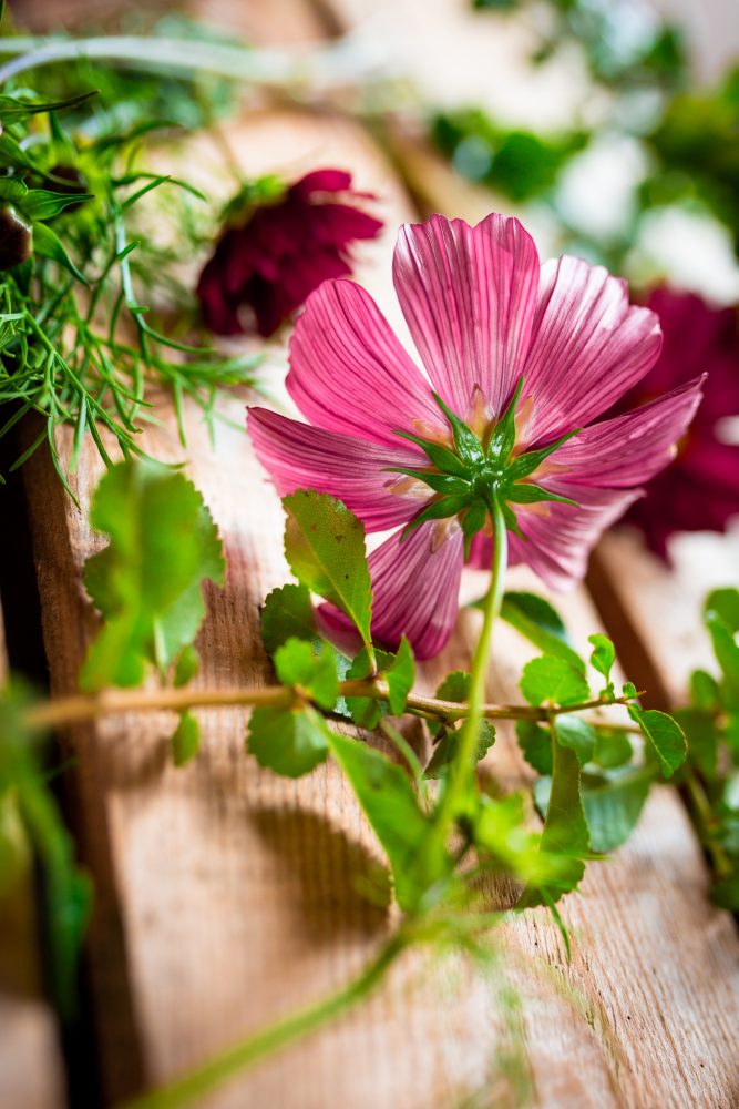 Närbild på rosenskära i rosa.
