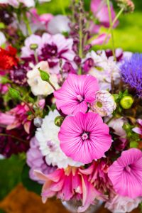 Sommarmalva som snittblomma