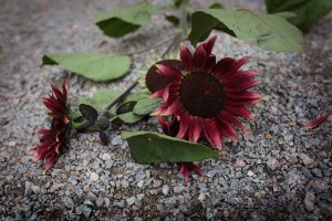 Röda solrosor som snittblommor