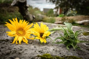 Solros i olika stadier att ha i bukett