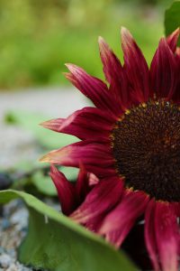Röd solros som snittblomma