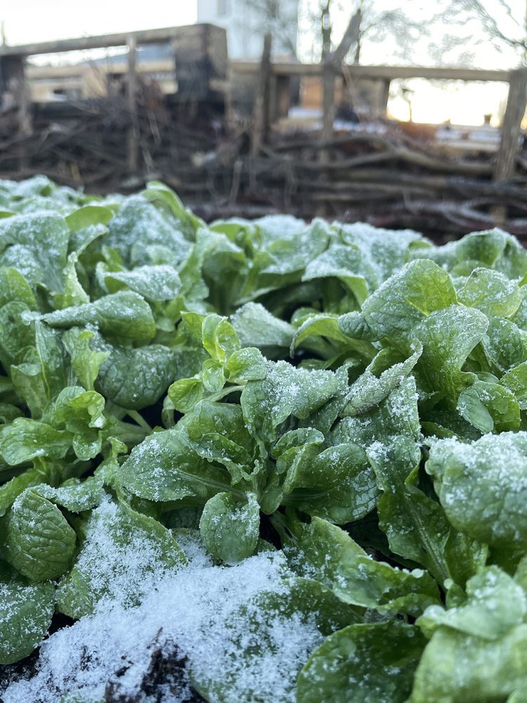 Frostig vintersallat.