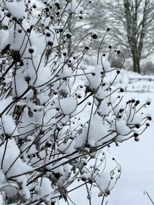 Knoppar av höstanemoner täckta av snö.