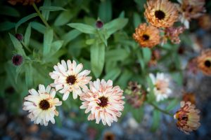 Ringblommor i landet