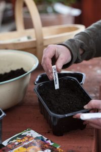 En etikett sätts i ett tråg med jord.