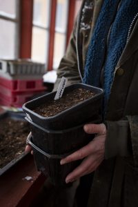 Vintersådd av snittblommor