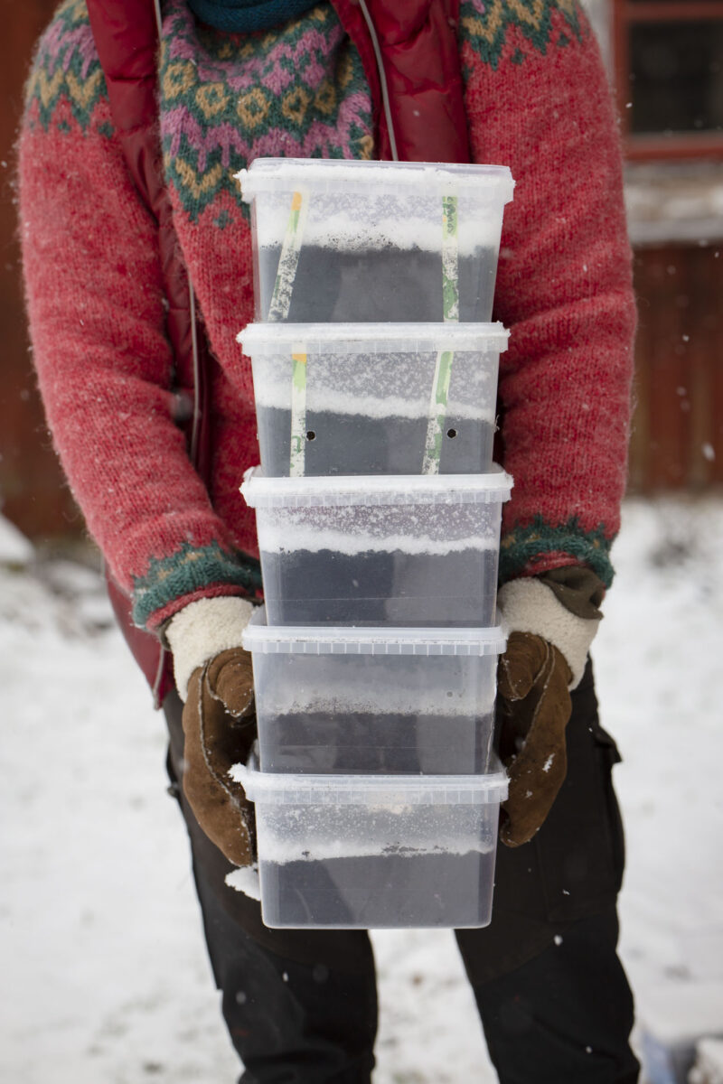 Sara håller en massa burkar med lock och snö på.
