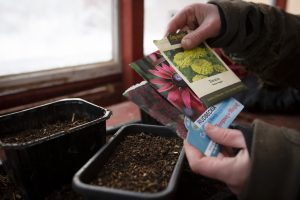 Vintersådd av snittblommor