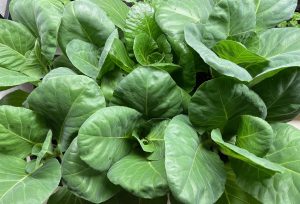 Närbild på kålplantor i krukor.