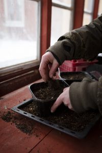 Vintersådd av snittblommor