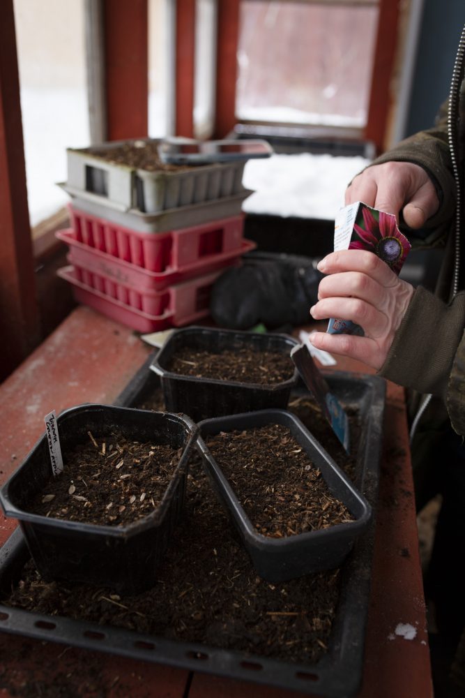 Vintersådd av snittblommor