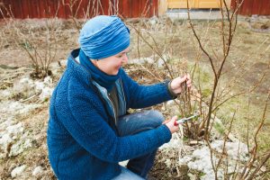 Sara klipper sticklingar av svarta vinbär