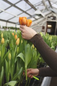 Tulpan som snittblomma