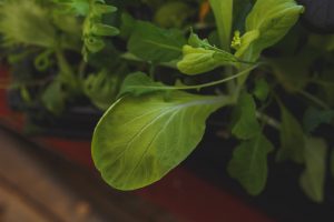 Sallad i pluggbrätte