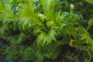 Sallad i pluggbrätte