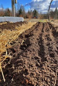 Närbild på odlingsbädd med tre fåror uppdragna.